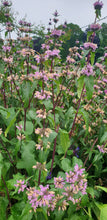Phlomis Bronze Flamingo