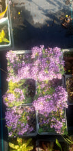 Thymus serpyllum 'Elfin'