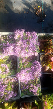 Thymus serpyllum 'Elfin'