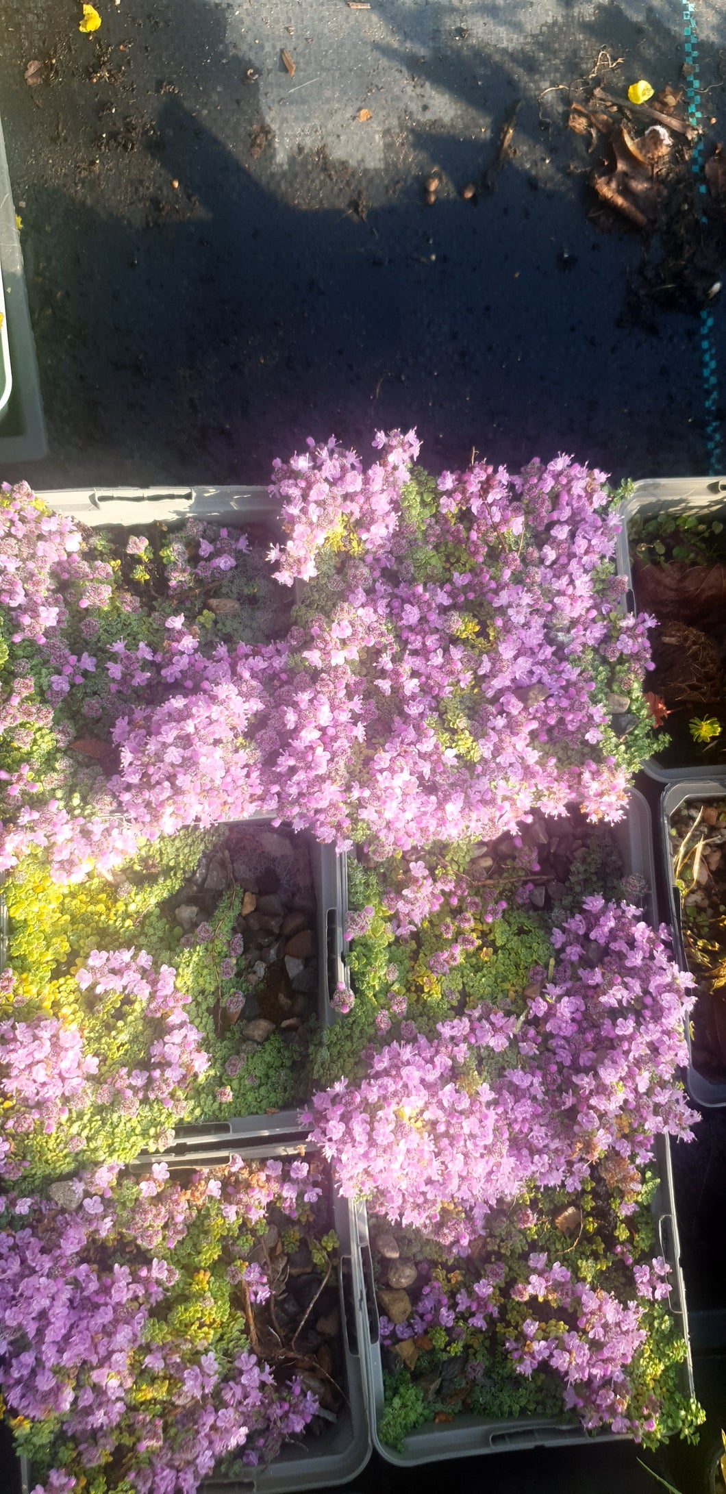 Thymus serpyllum 'Elfin'