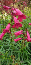 Penstemon Garnet