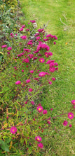Aster novi-belgii 'Crimson Brocade'