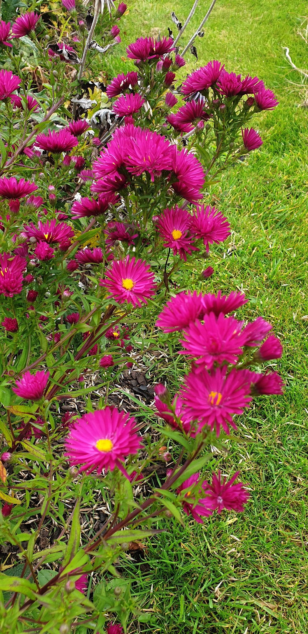 Aster novi-belgii 'Crimson Brocade'