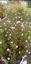 Aster novi belgii 'Fellowship'AGM