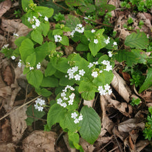 Omphalodes verna 'Alba'