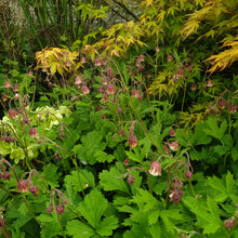 Geum rivale