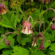 Geum rivale