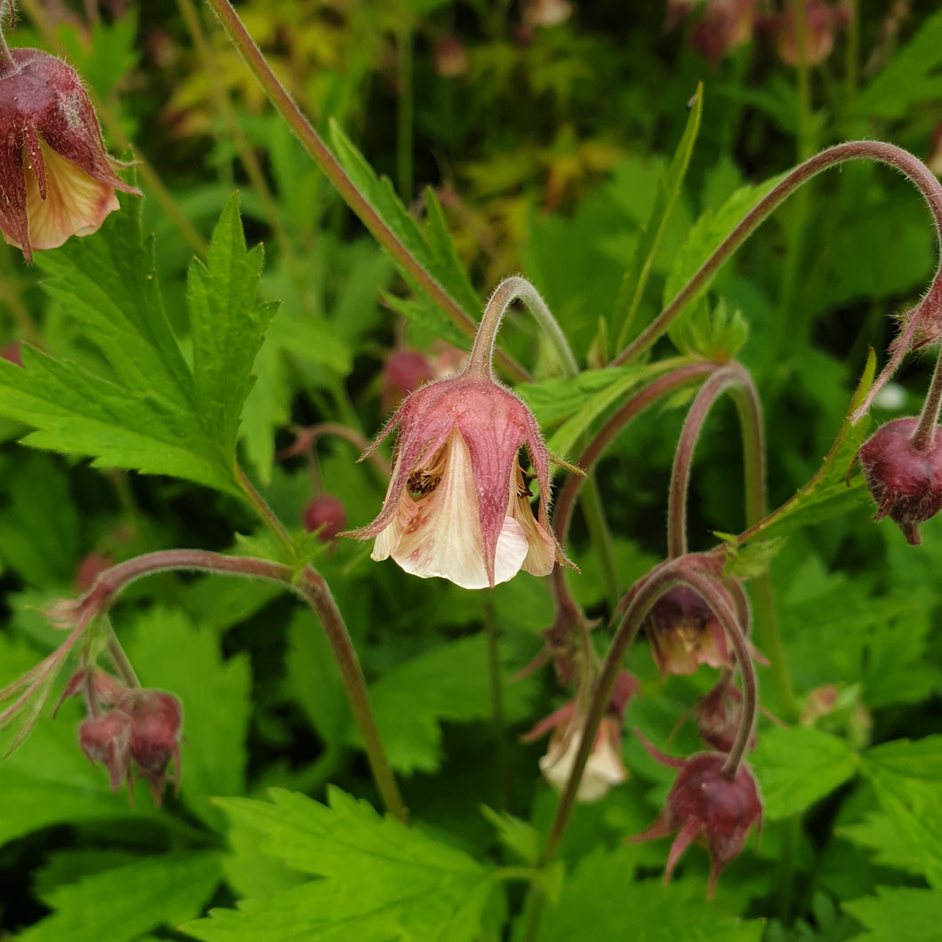 Geum rivale