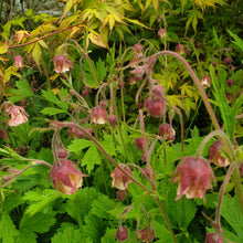 Geum rivale