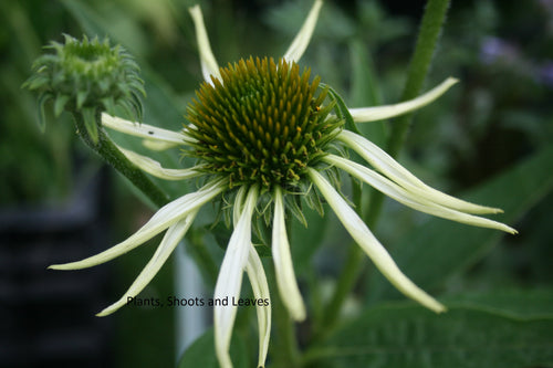 Echinacea purpurea 'White Swan'