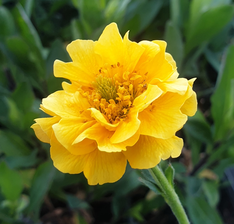 geum plant lady stratheden Geum Lady Stratheden – Plants Shoots and Leaves