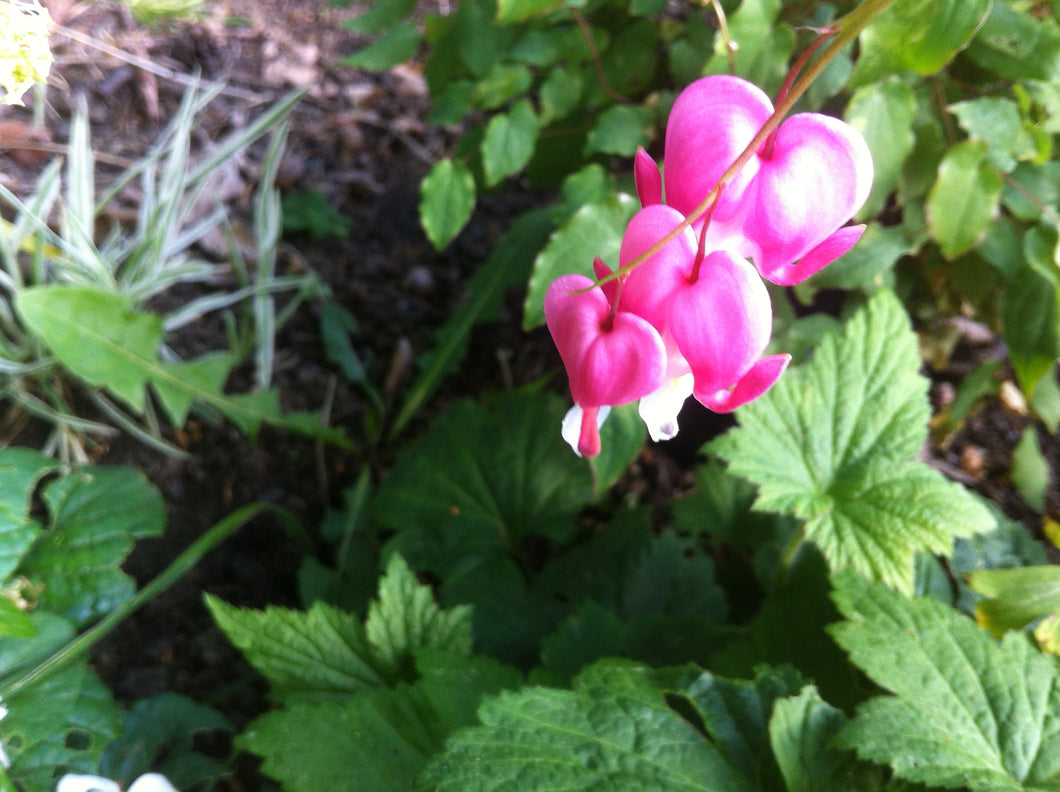 Dicentra spectabilis (lamprocapnos)