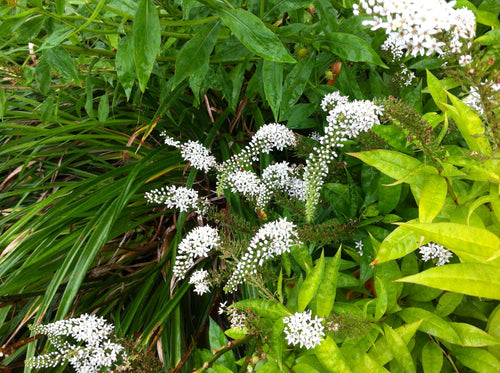 Lysimachia cletheroides