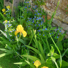 Iris germanica Ola Kala