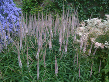 Veronicastrum virginicum 'Lavendelturm'