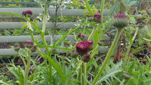 Cirsium atropurpurea ‘Rivulare’