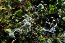 Eryngium planum Silver Salentino
