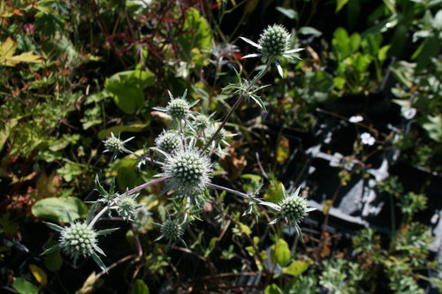Eryngium planum Silver Salentino