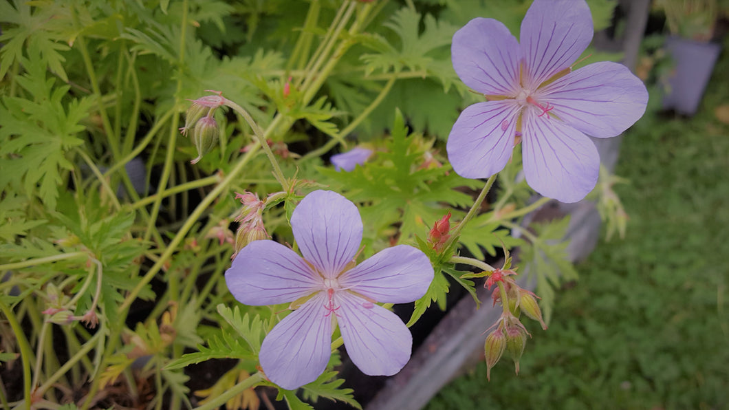 Geranium Shikokiana