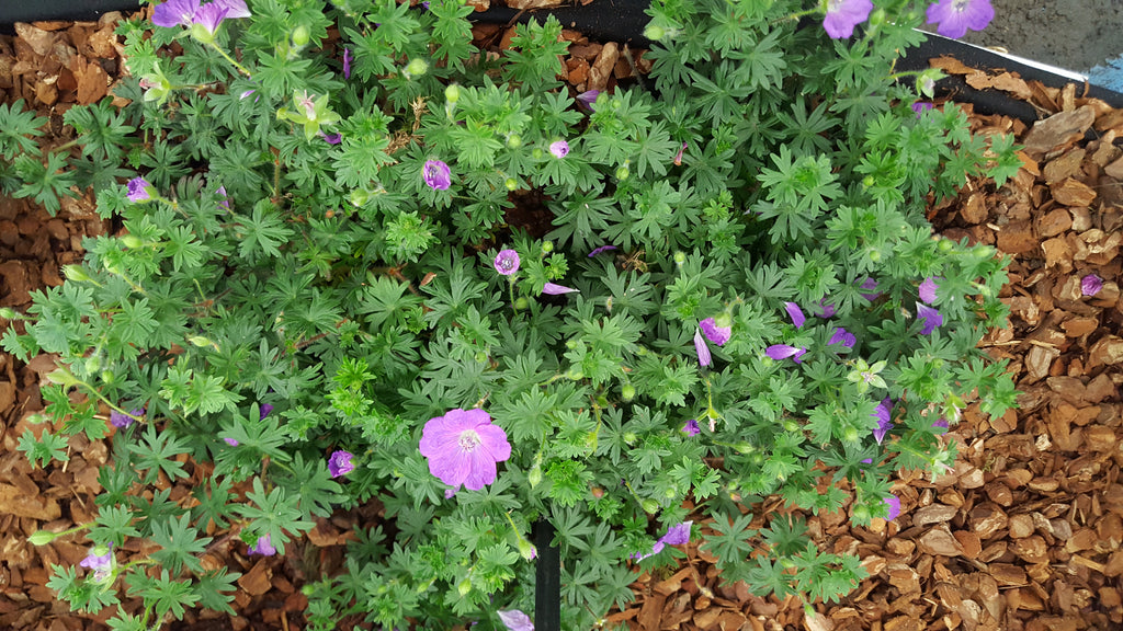 Geranium sanguineum 'John Elsley' – Plants Shoots and Leaves