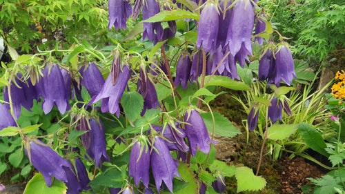 Campanula 'Sarastro'