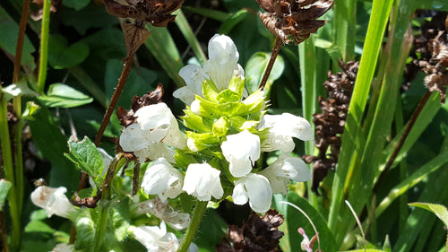 Prunella grandifolia ‘alba’