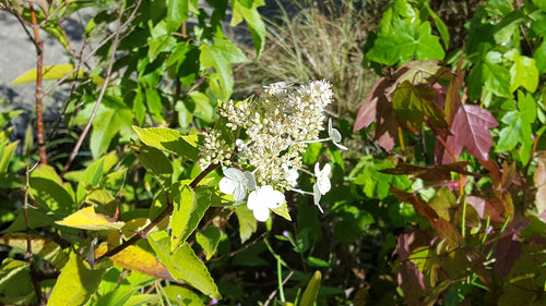 Hydrangea paniculata Kyushu