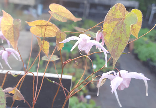 Epimedium 'Togen'