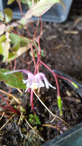 Epimedium grandiflorum Purple Pixie PBR
