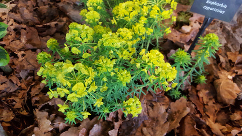 Euphorbia cypariassis