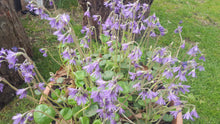 Soldanella villosa