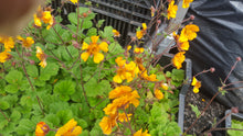 Geum 'Karlskaur'