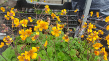 Geum 'Karlskaur'