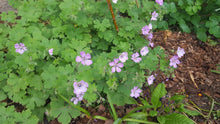 Geranium albanum 