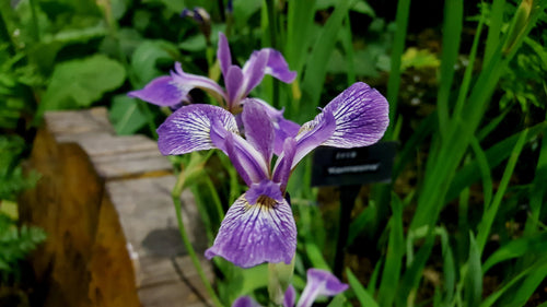 Iris versicolor Kermesiana