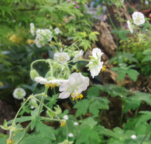 Geranium phaeum 'Album'