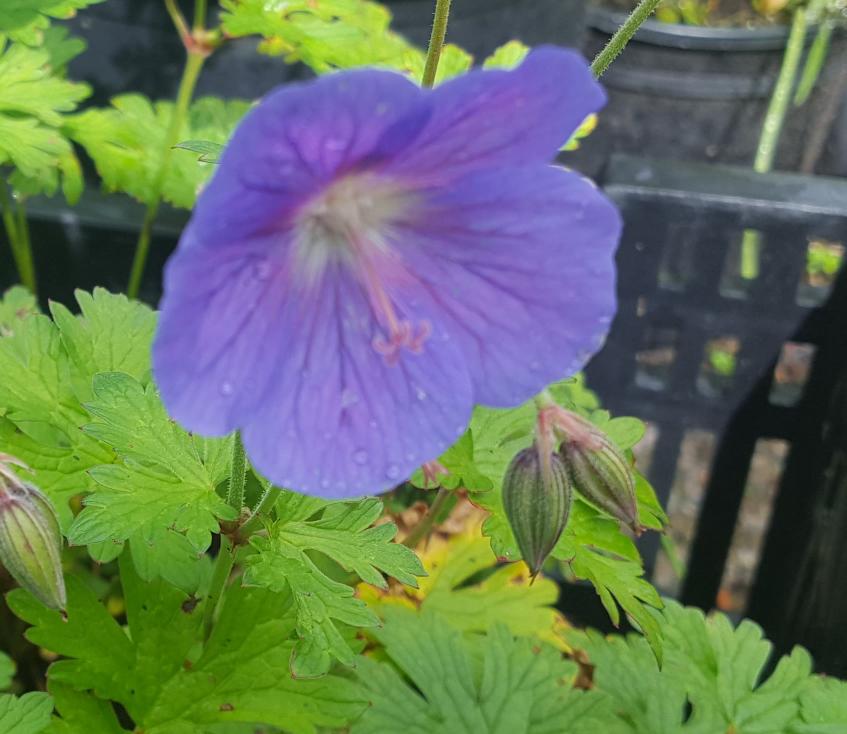Geranium himalayense – Plants Shoots and Leaves