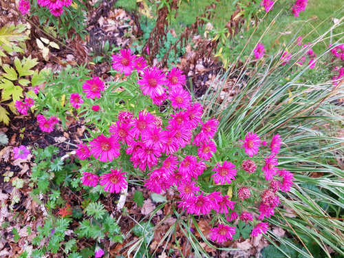 Aster nova angliae 'Alma Potschke'