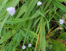 Succissella inflexa 'Frosted Pearls'