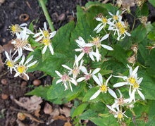 Aster or Eurybia divaricatus
