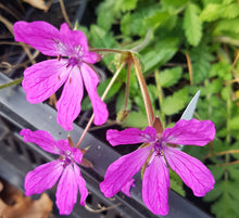 Erodium manescavii