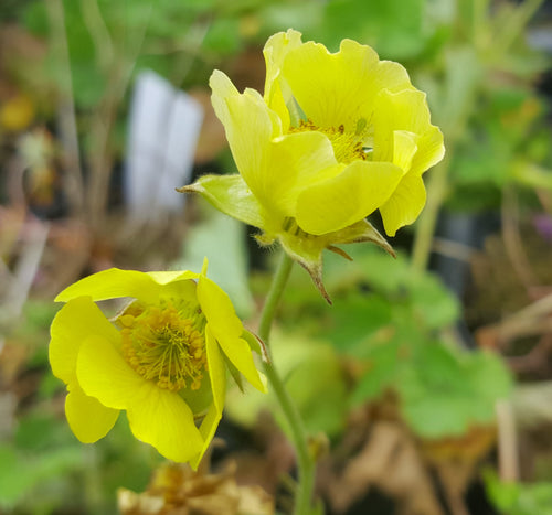 Geum 'Gimlet' (Cocktail series)