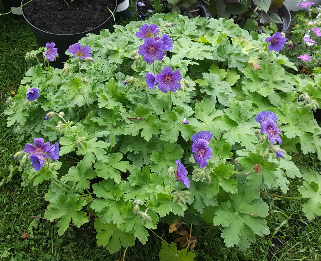 Geranium x magnificum AGM – Plants Shoots and Leaves