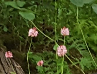 Persicaria bistorta subsp 'Carnea'