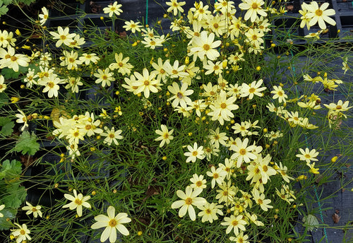 Coreopsis verticillata 'Moonbeam'