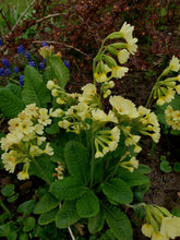 Primula elatior