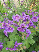 Geranium x magnificum AGM