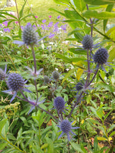 Eryngium planum 'Blue Cap'