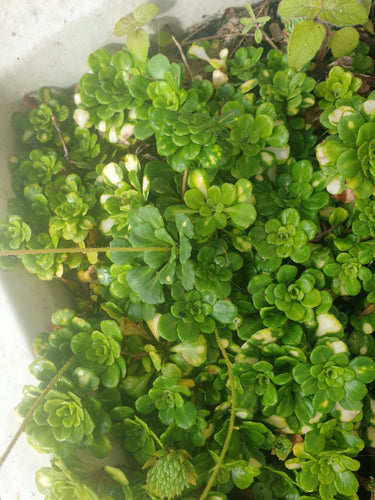 Saxifragax urbium ’Variegata’
