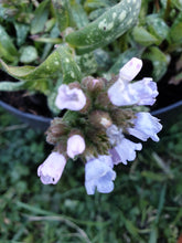 Pulmonaria Opal